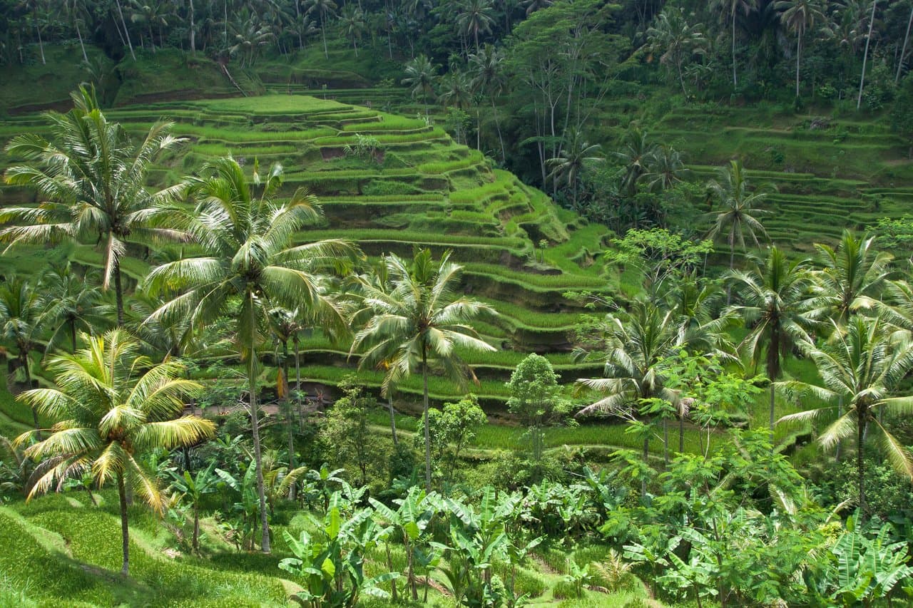 Things to Do in Ubud: Complete 2026 Guide